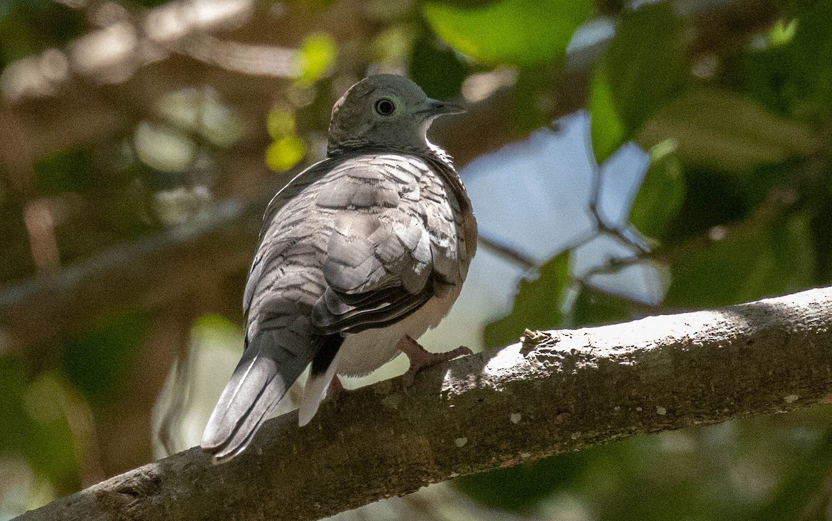 Peaceful Dove - David Barton