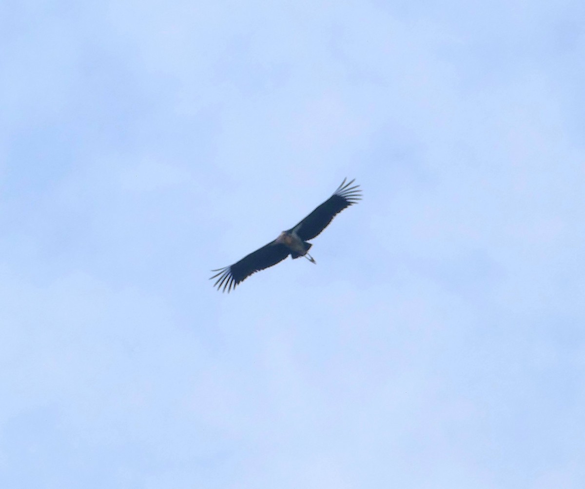 Lesser Adjutant - ML611200209