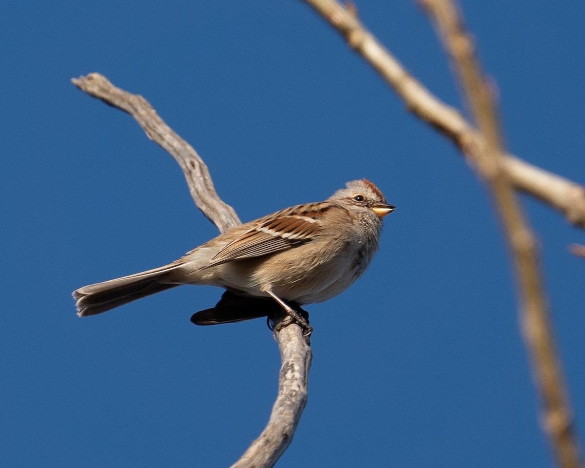 American Tree Sparrow - ML611200240
