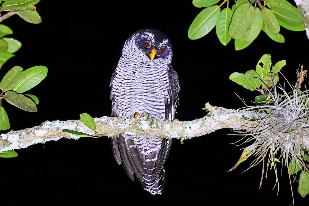 Black-and-white Owl - Greg Homel