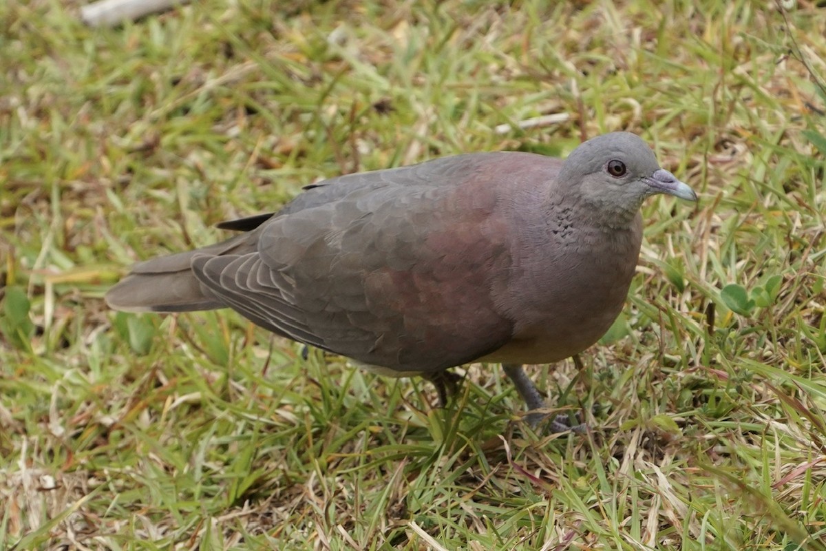 Malagasy Turtle-Dove - Cliff Halverson