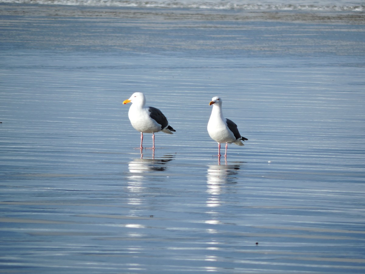 Gaviota Occidental - ML611200305