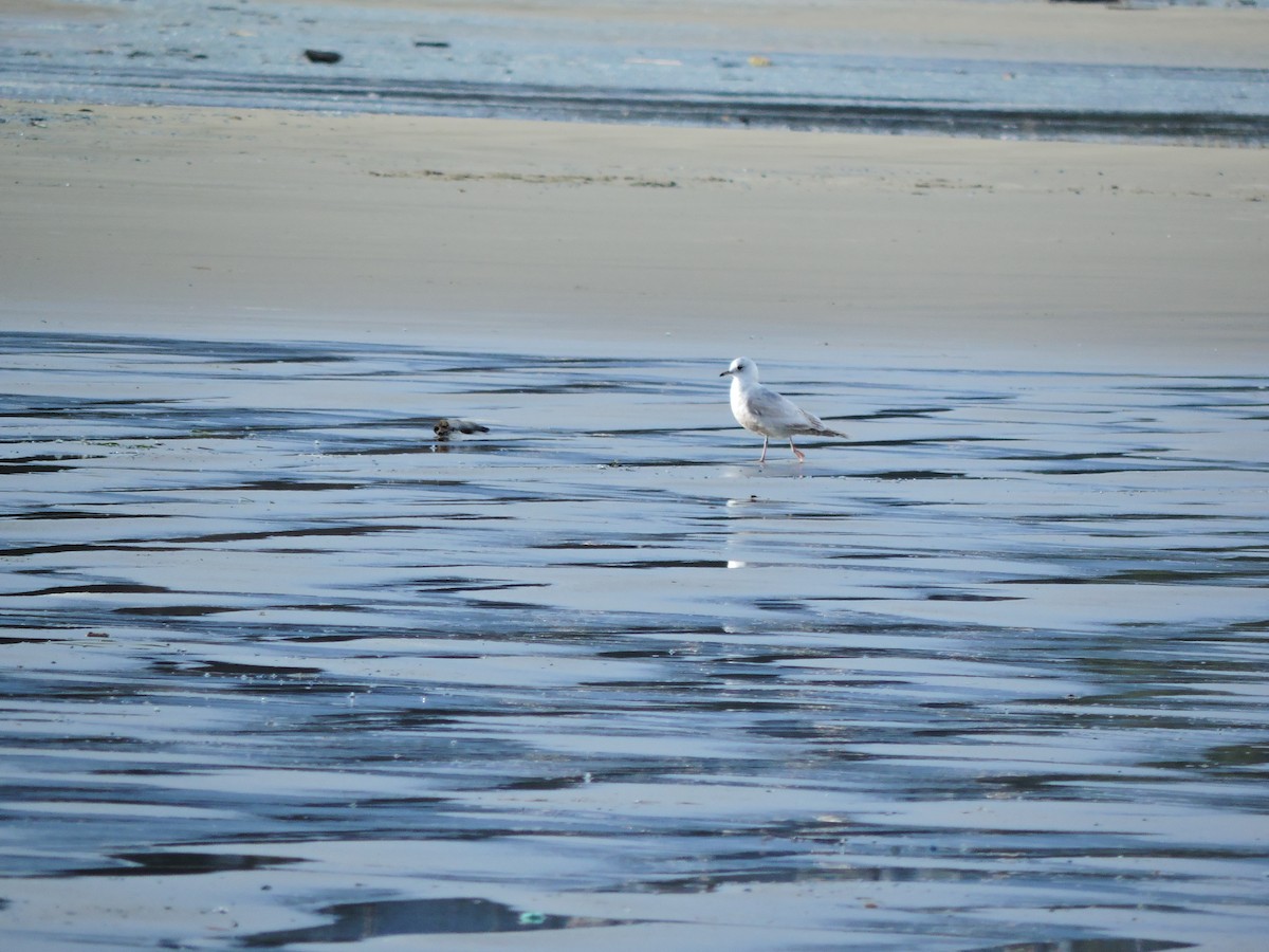 Short-billed Gull - ML611200322