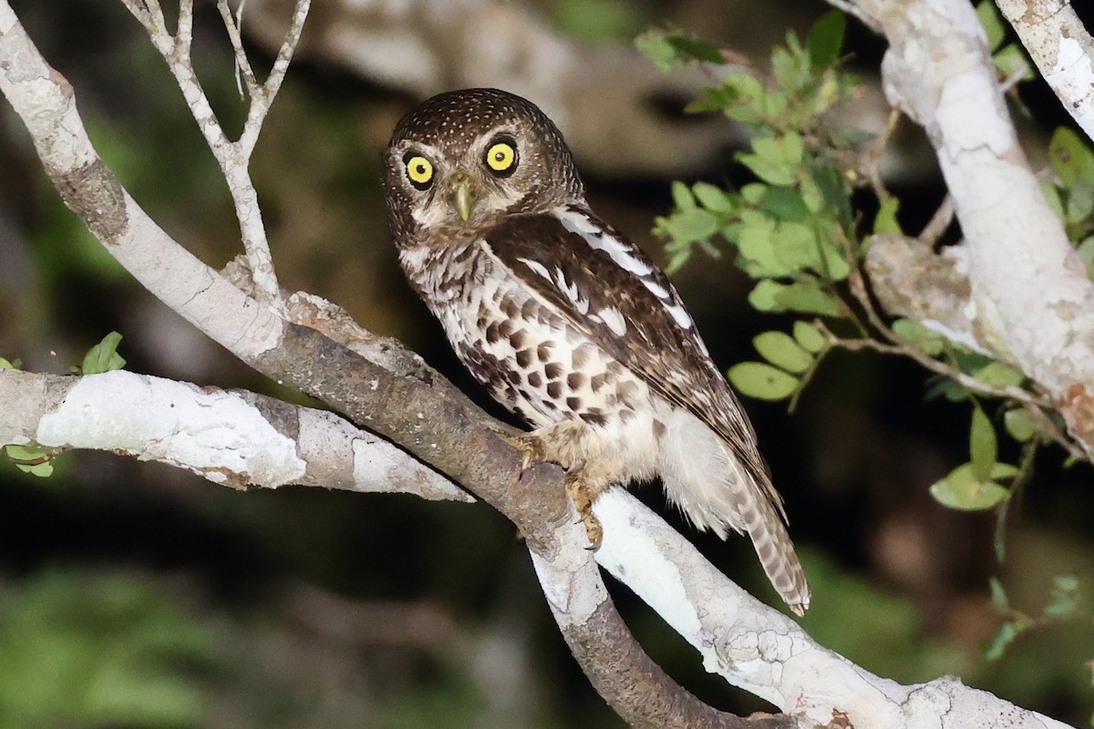African Barred Owlet (Spot-fronted) - ML611200423
