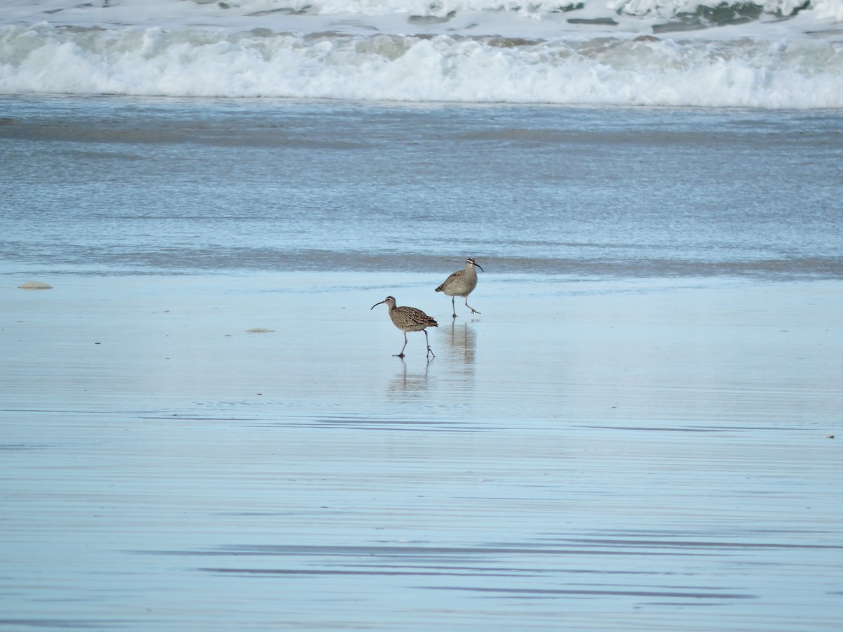 Whimbrel - Lukas Evans