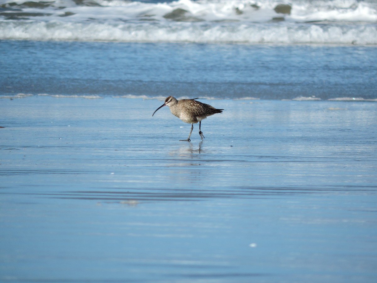 Whimbrel - ML611200435