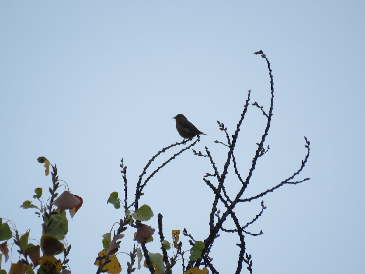 Red Crossbill - Dell Little cc