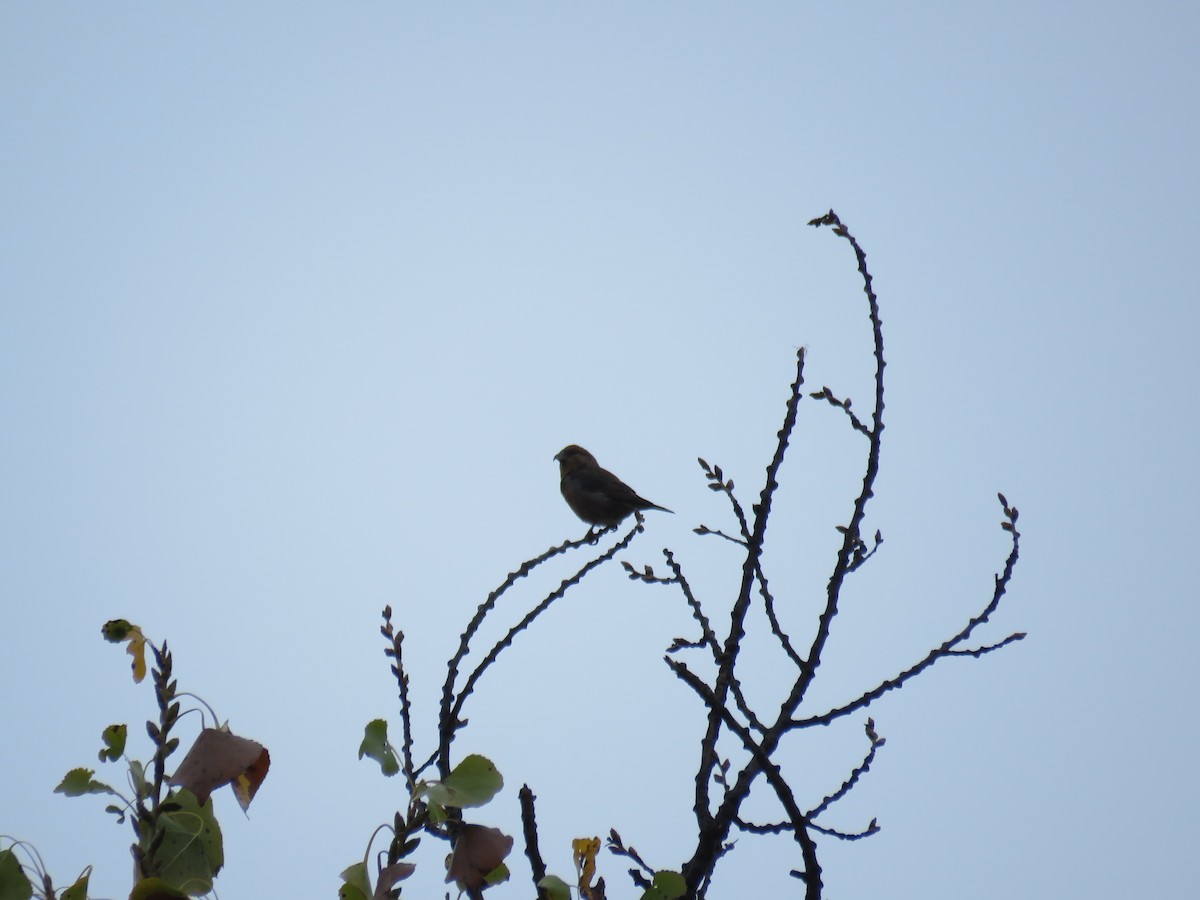 Red Crossbill - Dell Little cc