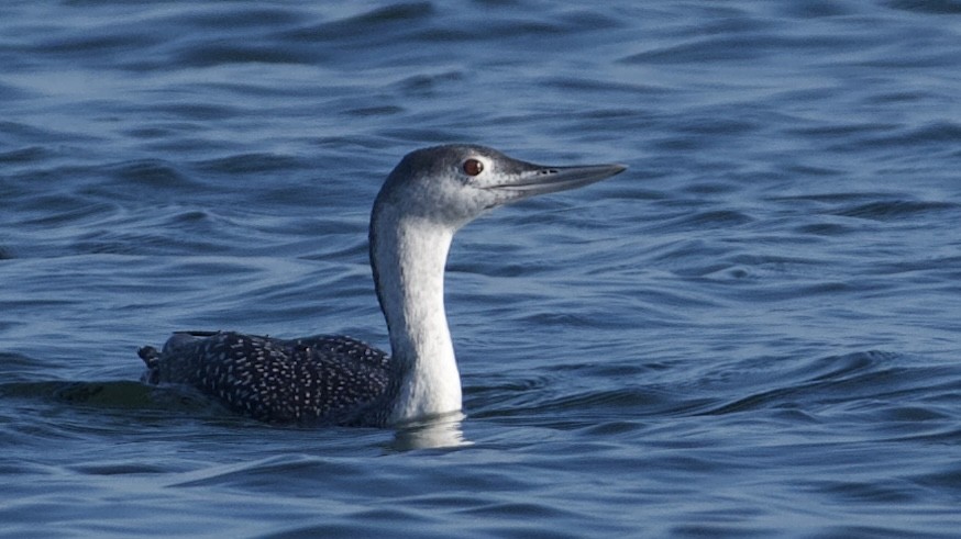 Red-throated Loon - ML611200469