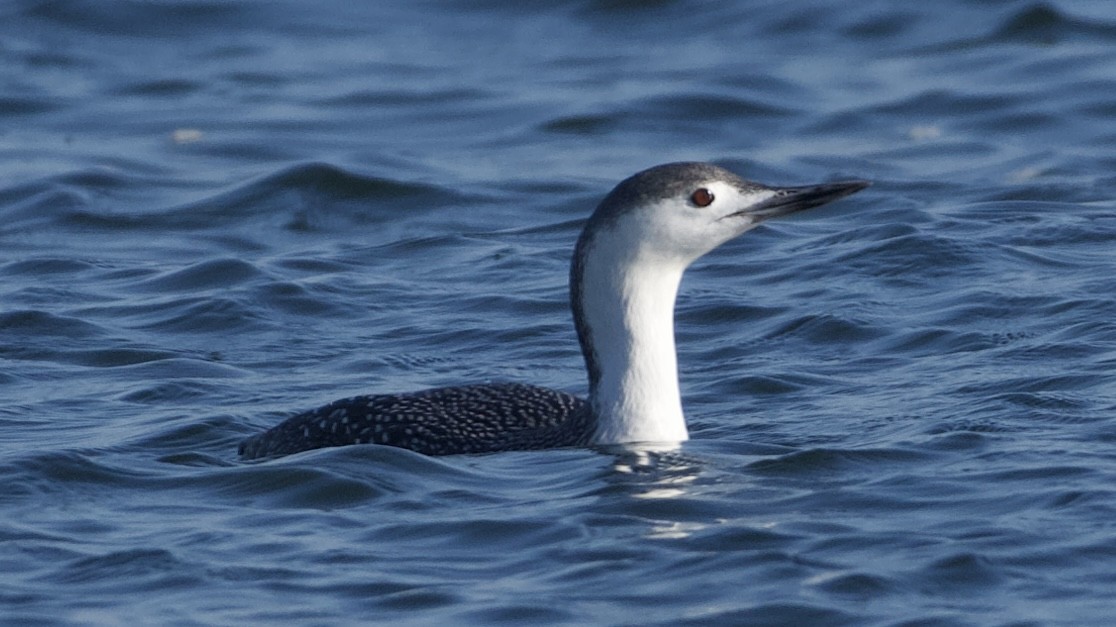 Red-throated Loon - ML611200470