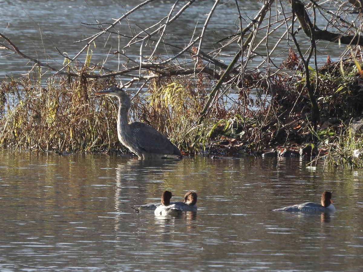 Garza Azulada - ML611200473