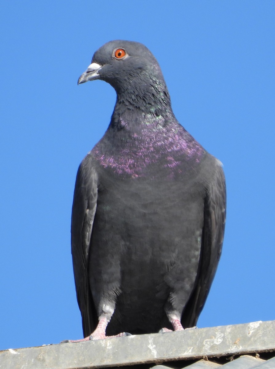 Rock Pigeon (Feral Pigeon) - ML611200568