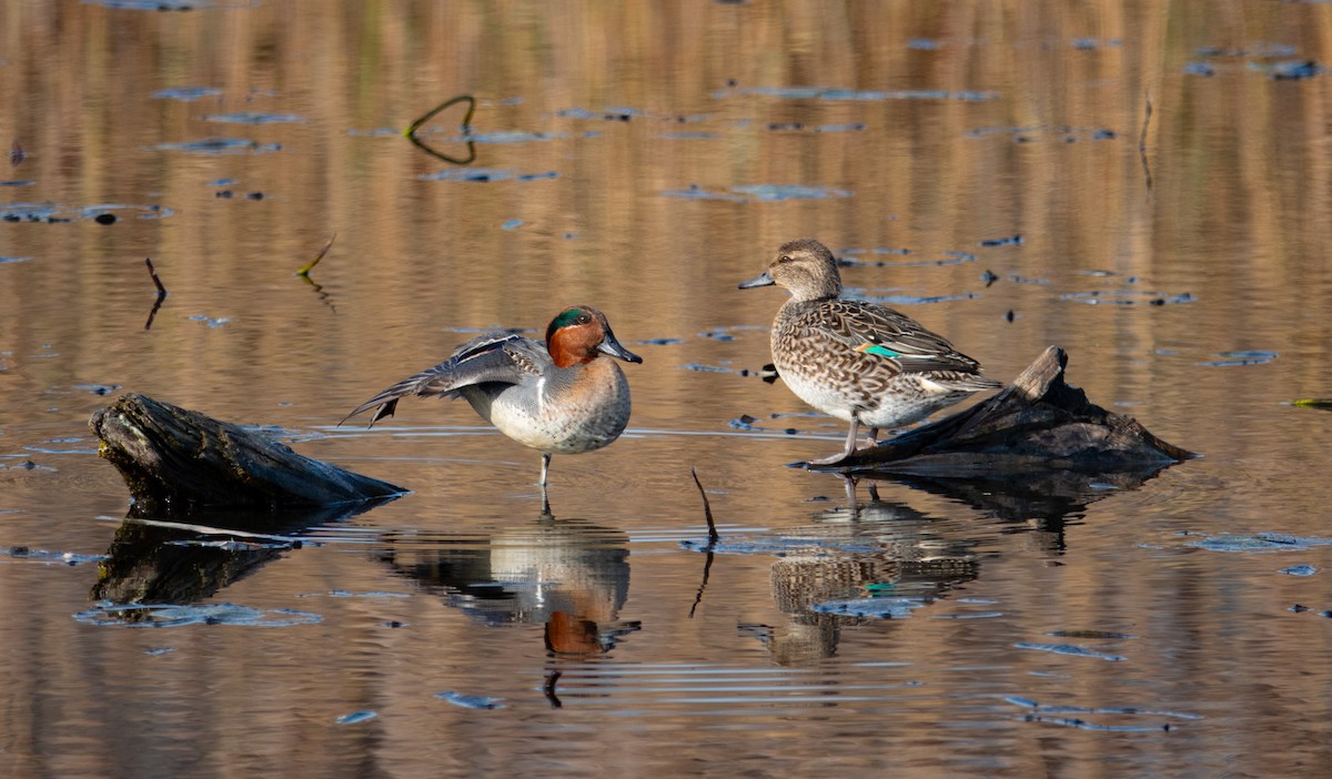 Green-winged Teal - ML611200716