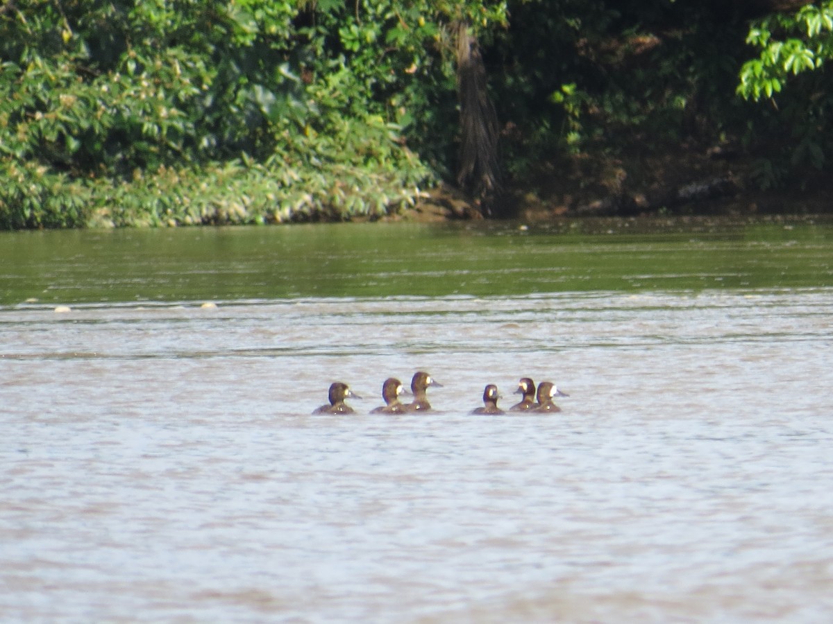 Lesser Scaup - ML611200788
