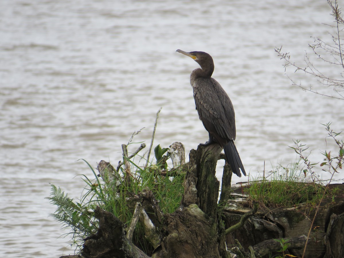 Neotropic Cormorant - ML611200790