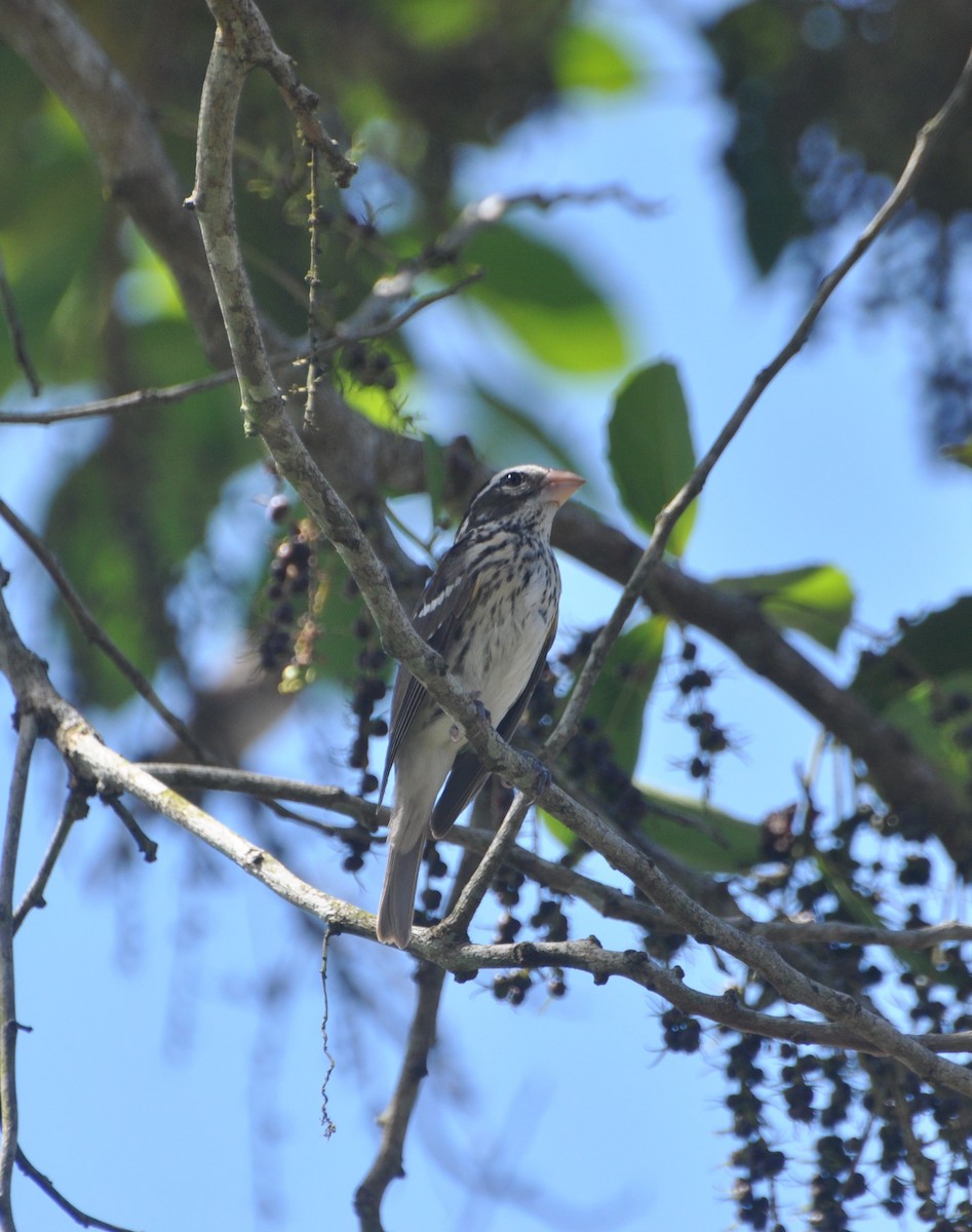 Rose-breasted Grosbeak - ML611200792