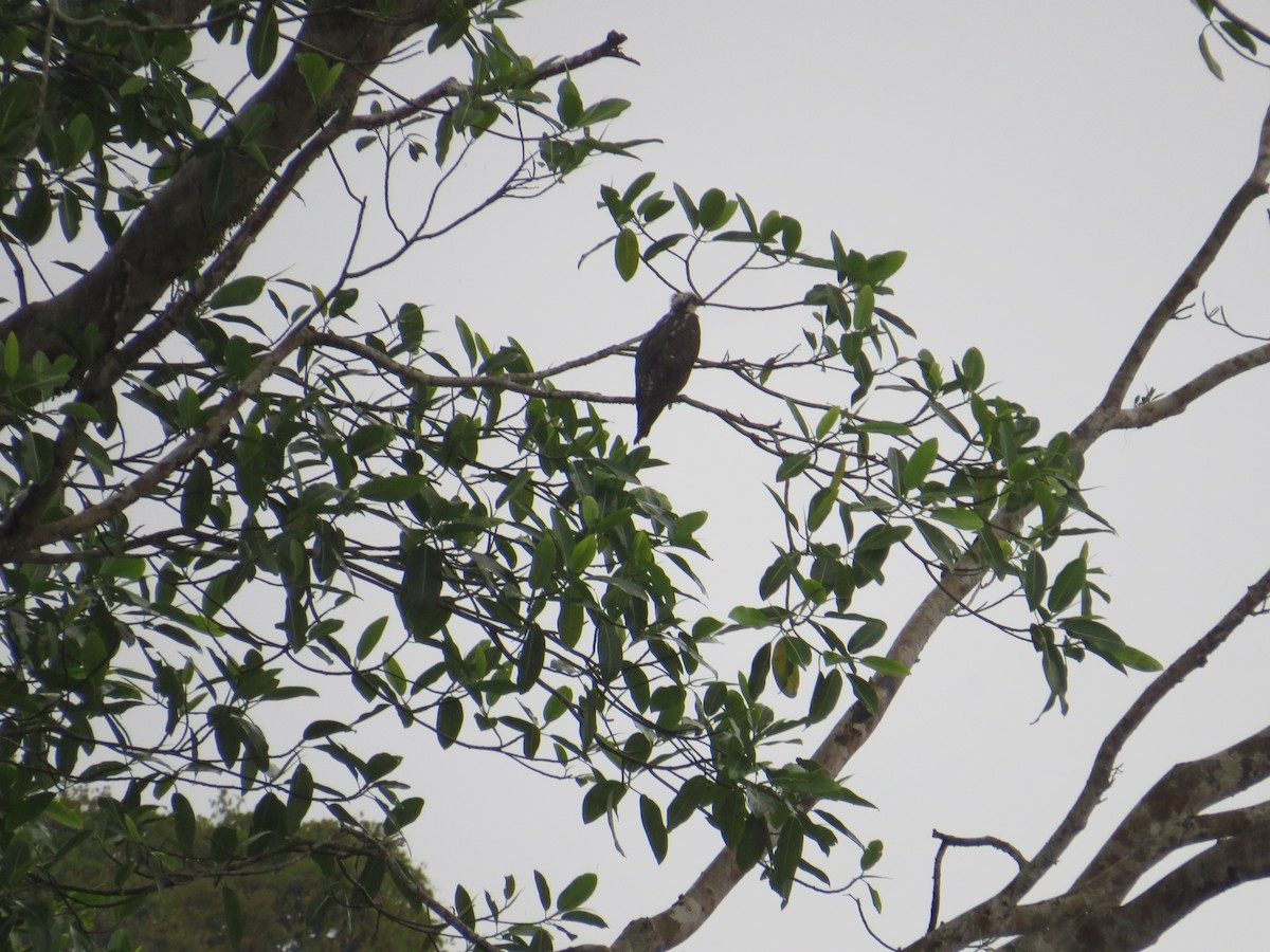 Osprey - ML611200793
