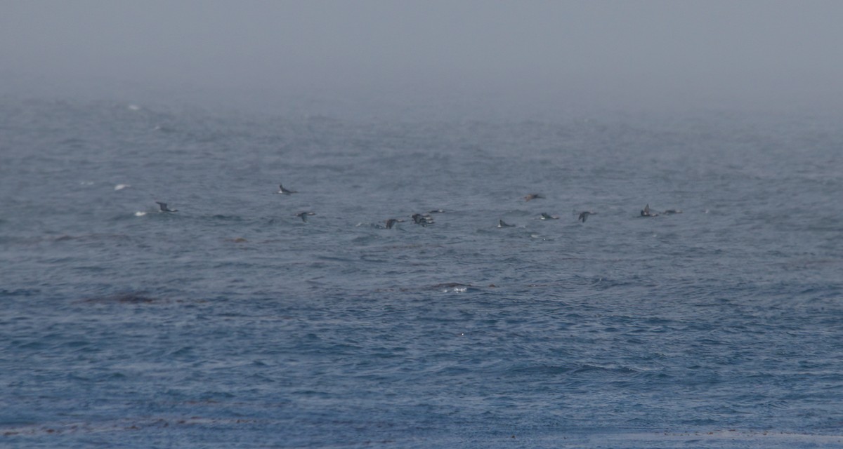 Pacific Loon - ML611200820