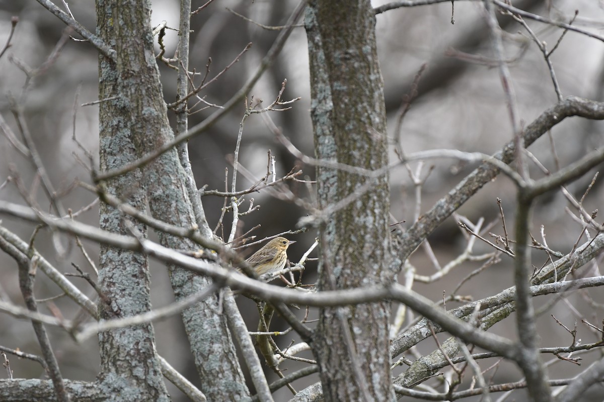 Tree Pipit - ML611200829