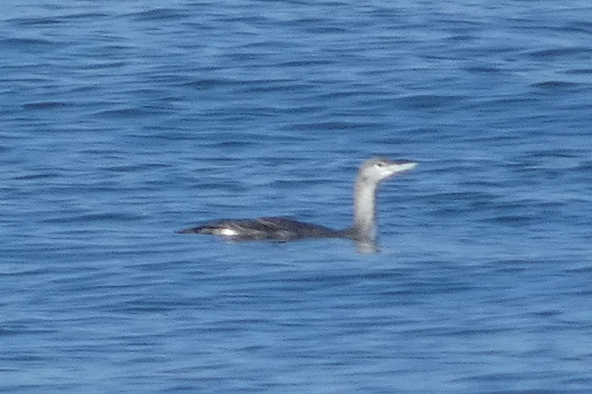 Red-throated Loon - ML611200875