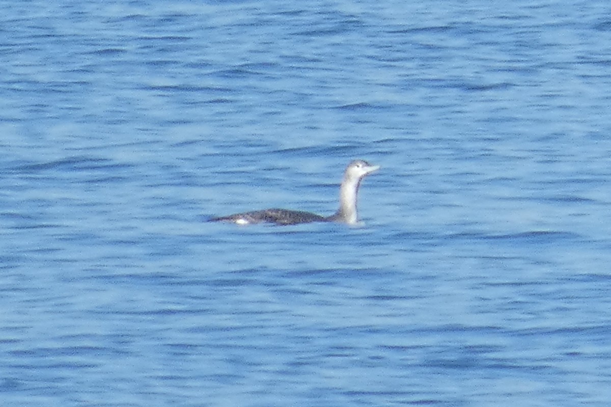 Red-throated Loon - ML611200876