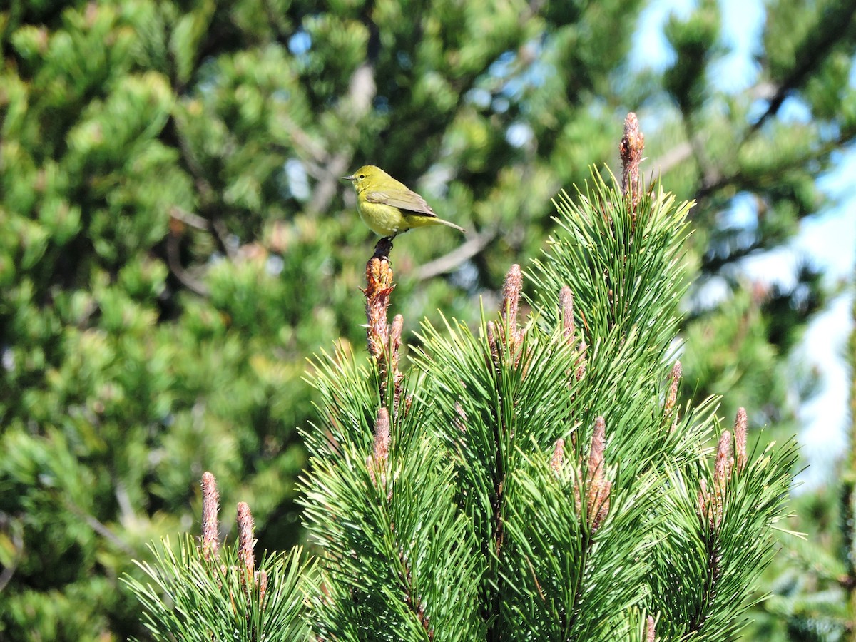 Orange-crowned Warbler - ML611200887