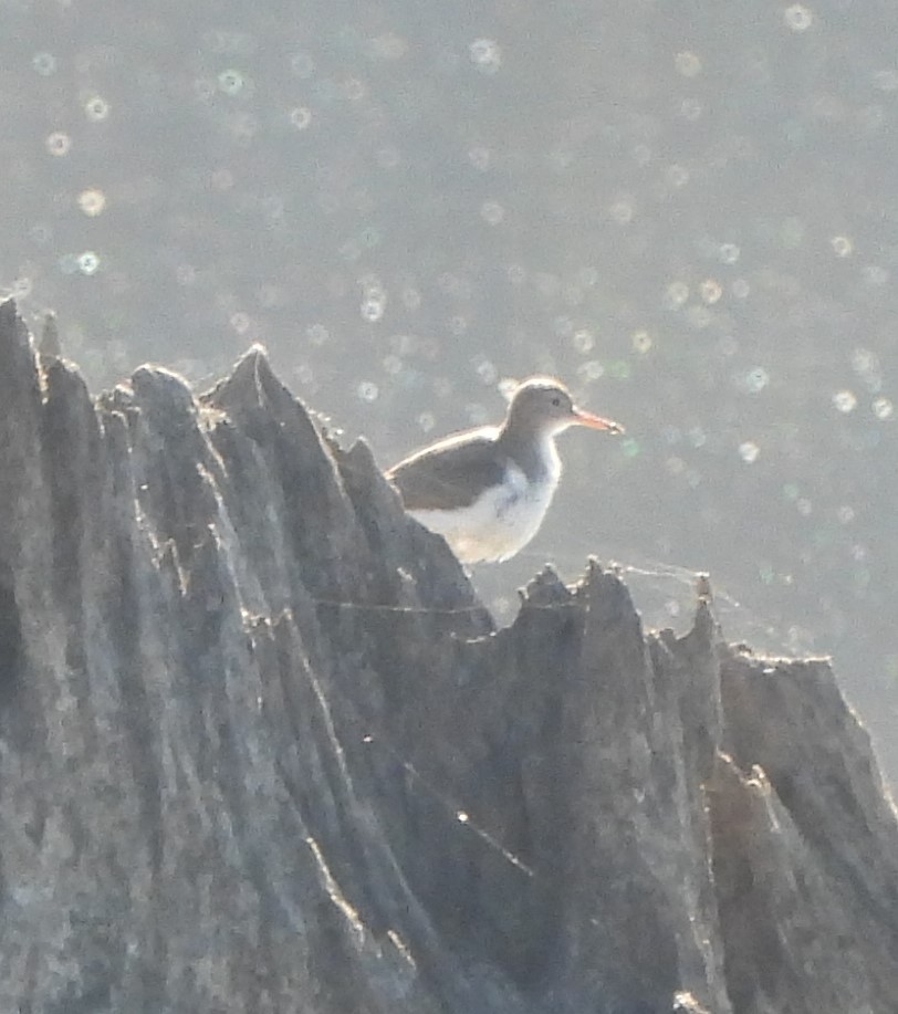 Spotted Sandpiper - Michelle Forte