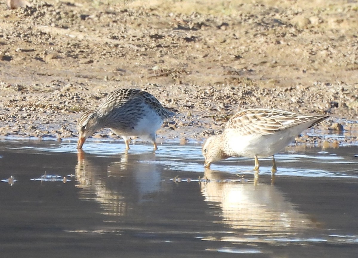 Pectoral Sandpiper - ML611200903