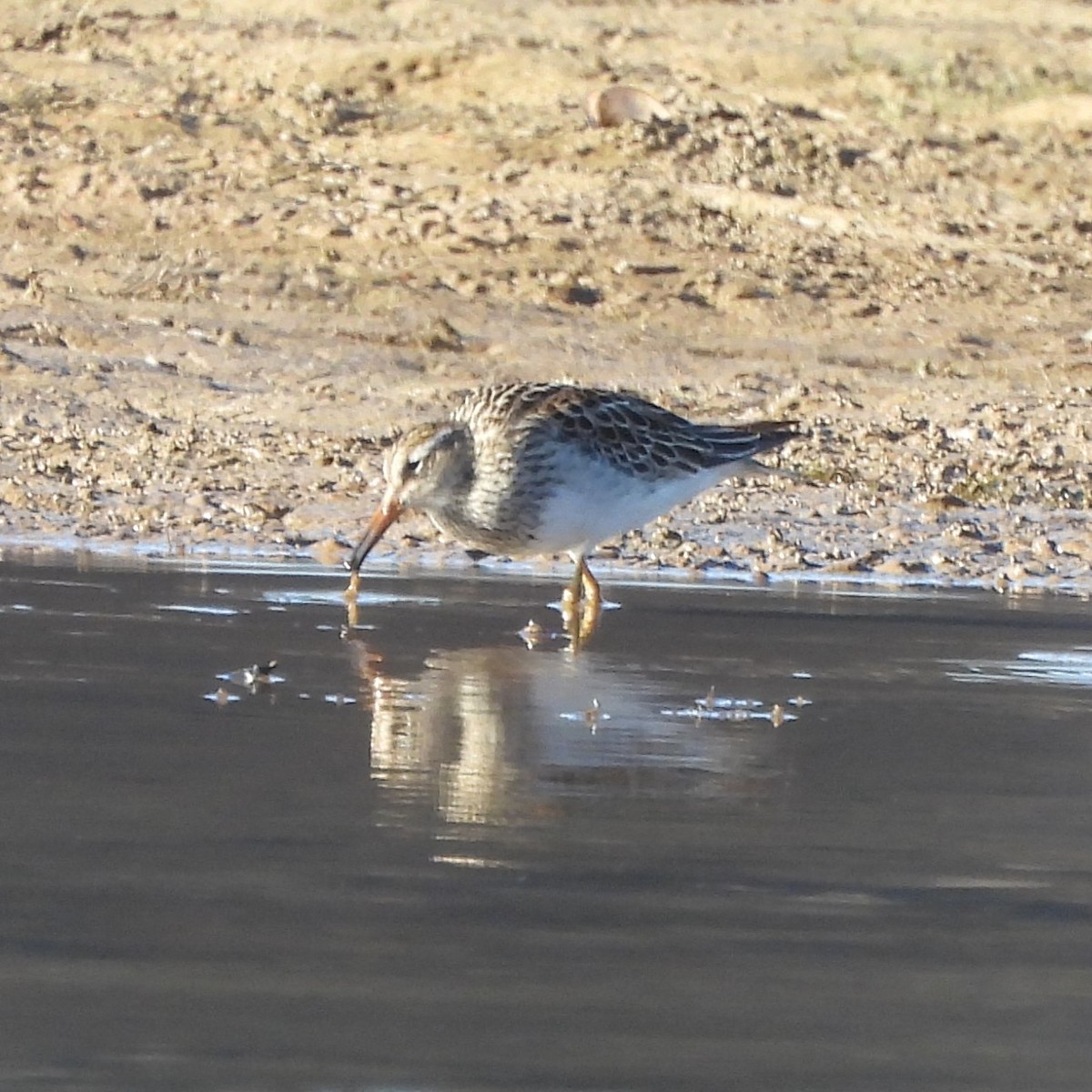 Graubrust-Strandläufer - ML611200906