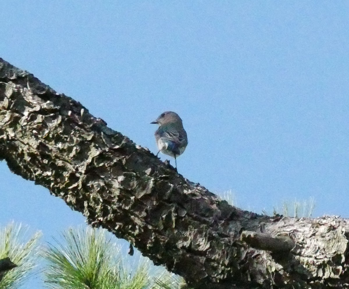 Eastern Bluebird - ML611200942