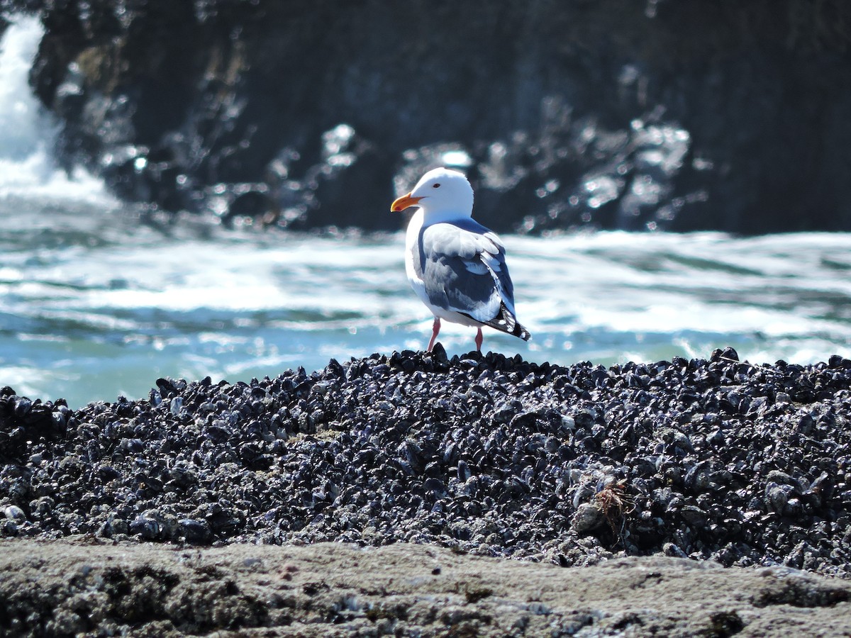 Gaviota Occidental - ML611200976