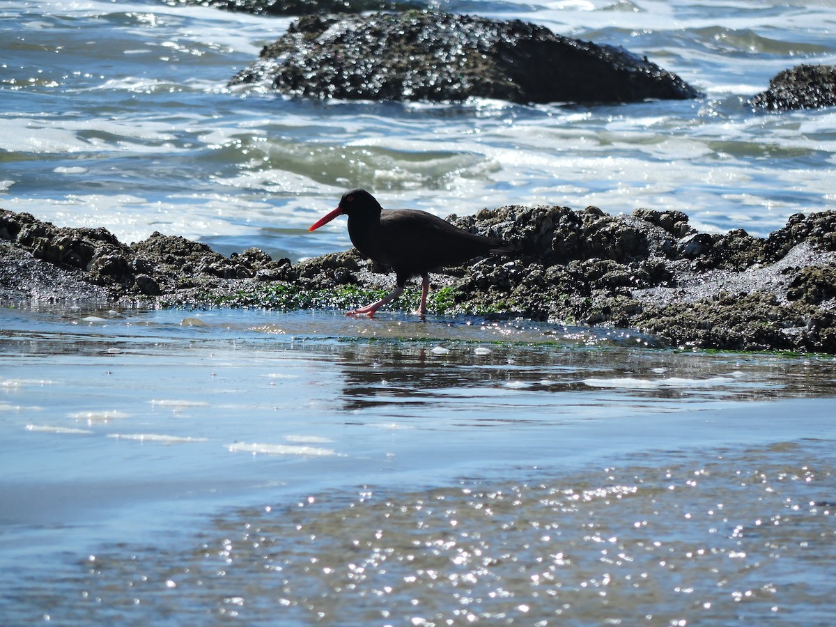 Black Oystercatcher - ML611200998