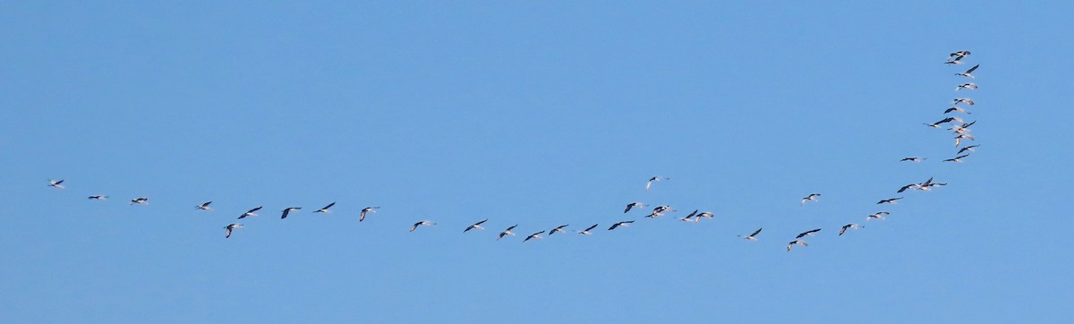 Sandhill Crane - Randy Shonkwiler