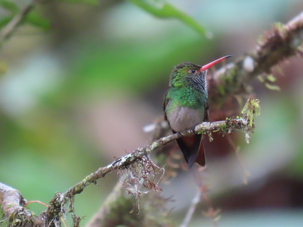 Rufous-tailed Hummingbird - ML611201045