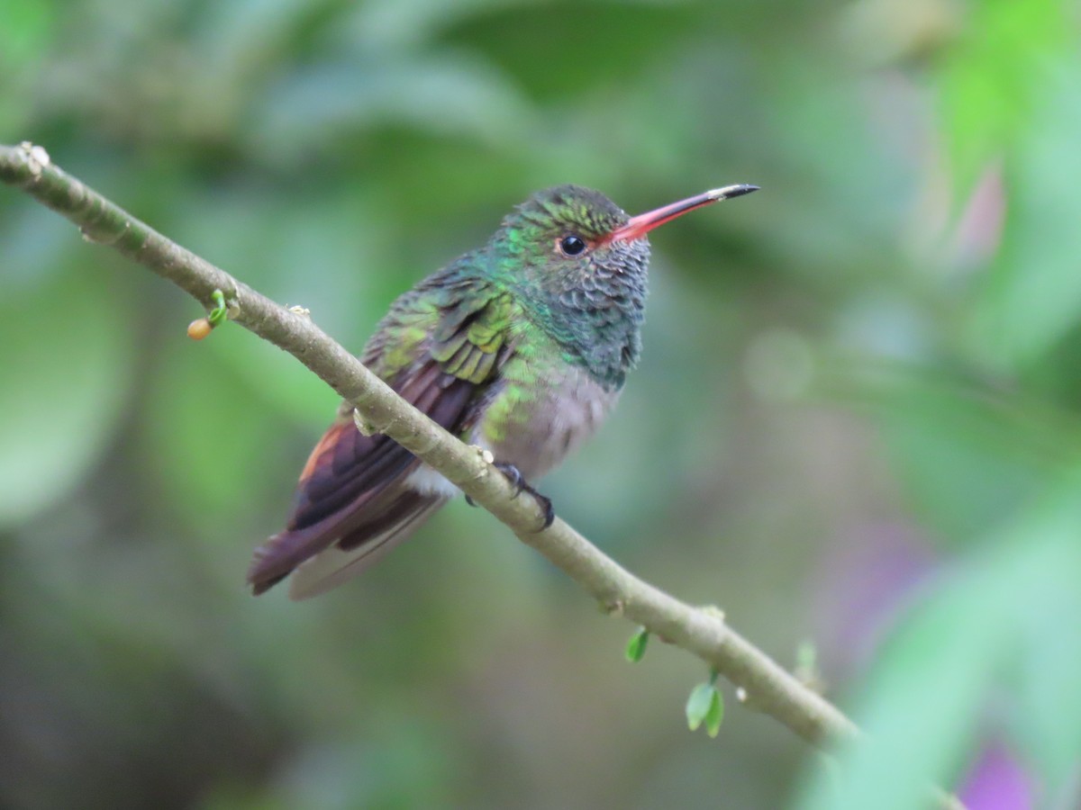 Rufous-tailed Hummingbird - ML611201046