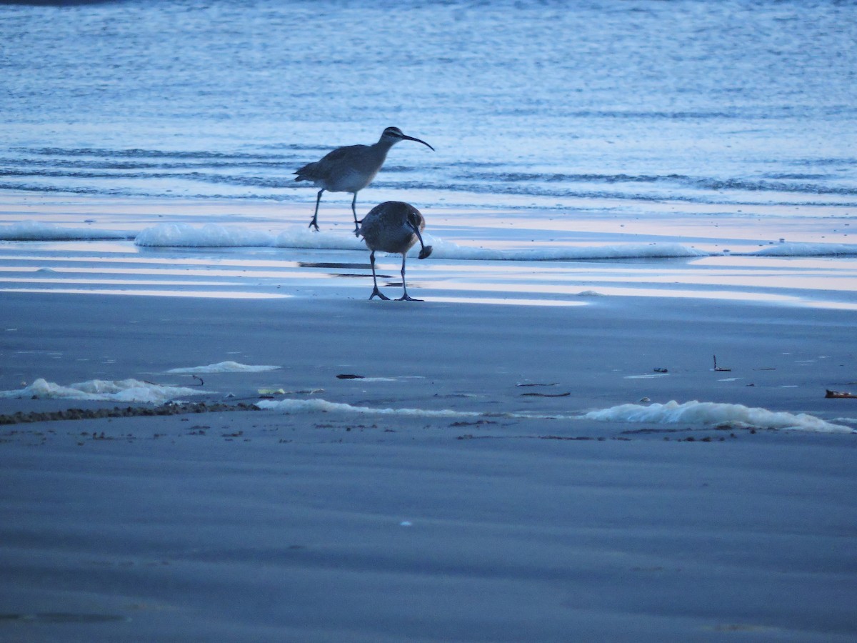 Whimbrel - ML611201050