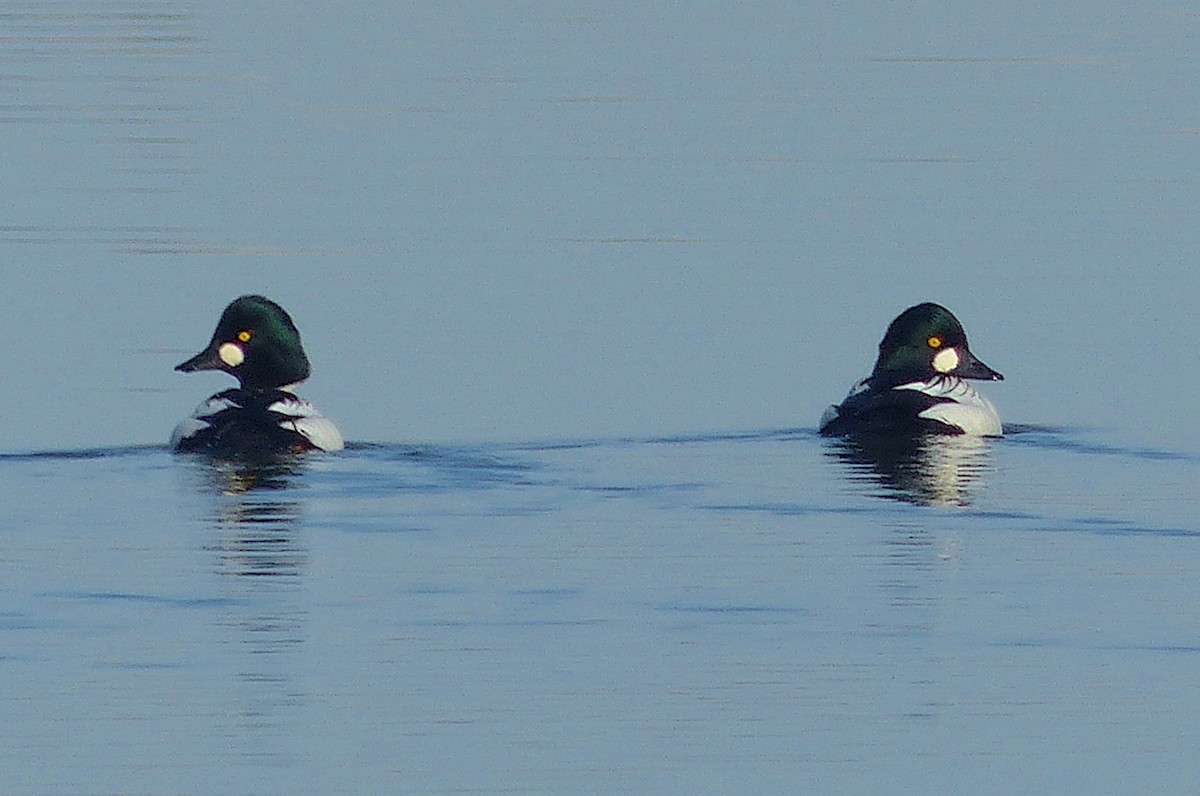 Common Goldeneye - ML611201095