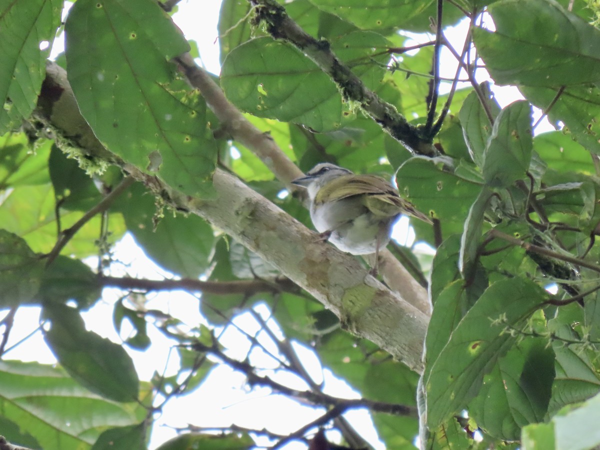 Black-striped Sparrow - ML611201099