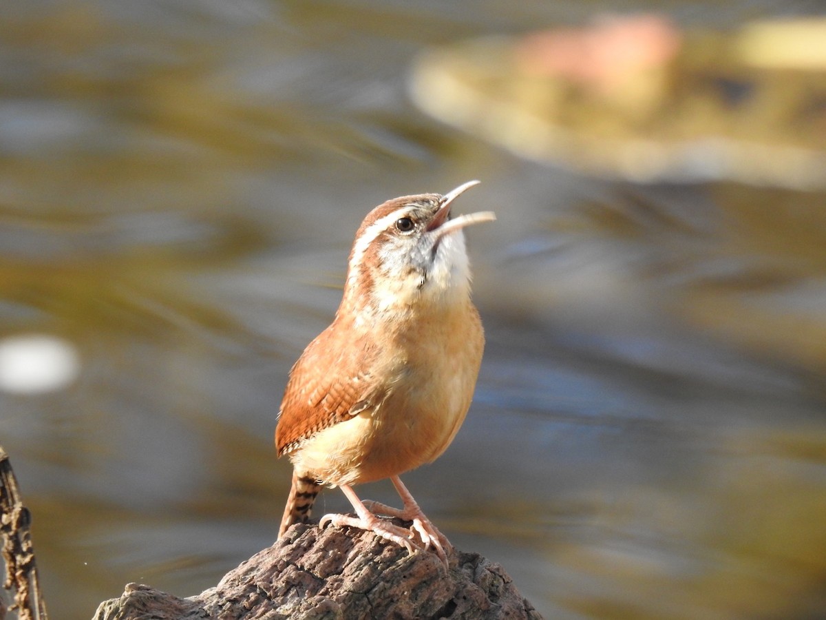 Carolina Wren - ML611201109