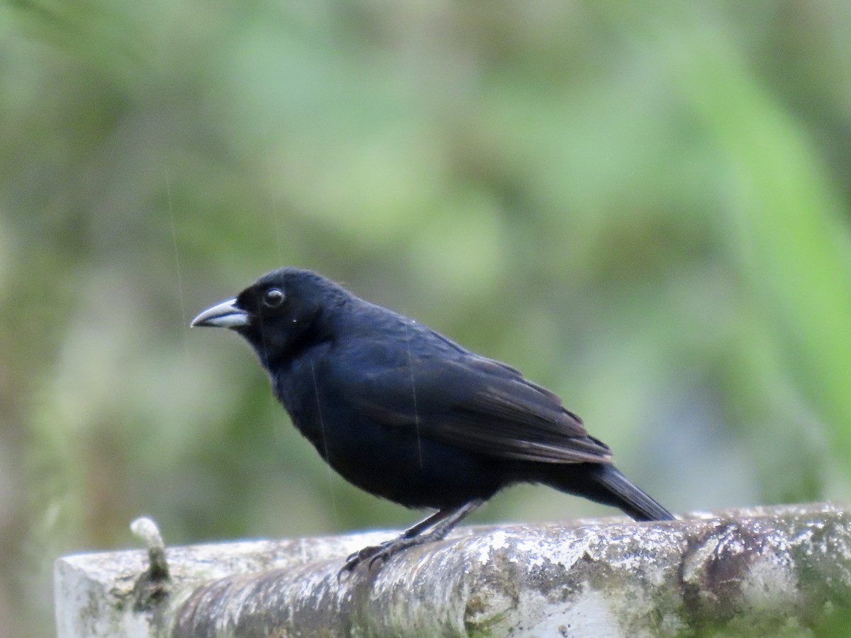 White-lined Tanager - ML611201114