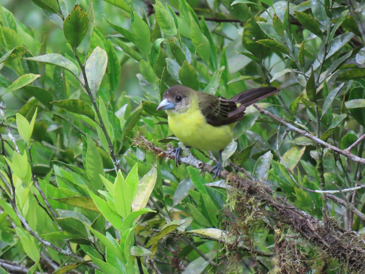 ミナミコシアカフウキンチョウ（icteronotus） - ML611201122