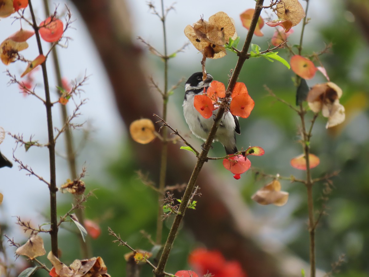 Variable Seedeater (Variable) - ML611201137