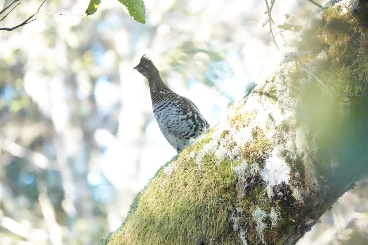 Ruffed Grouse - ML611201193