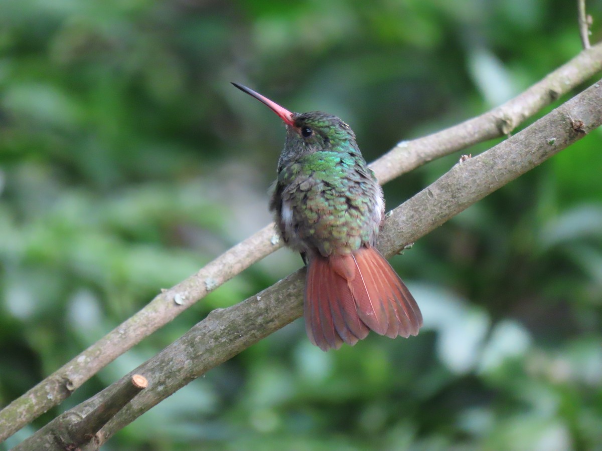 Rufous-tailed Hummingbird - ML611201209