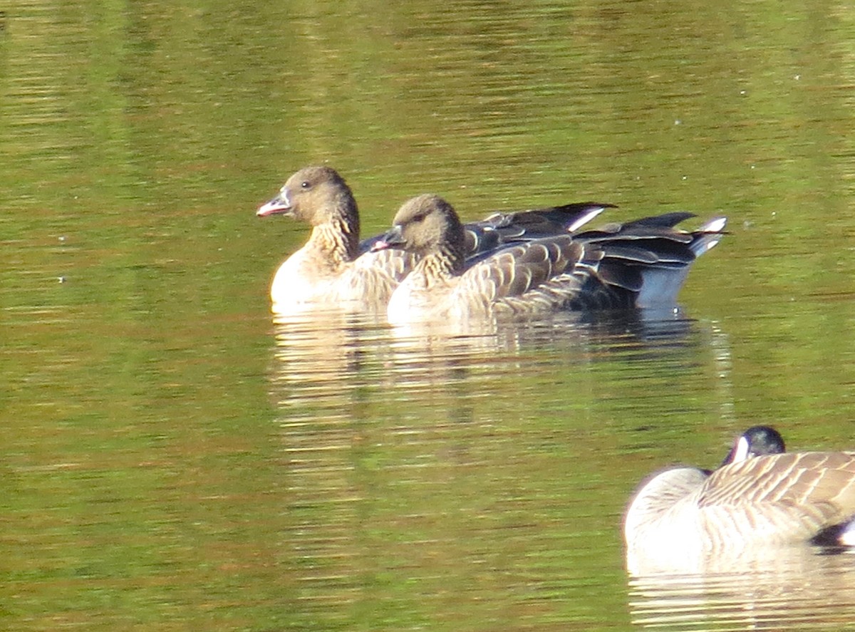 Pink-footed Goose - ML611201219