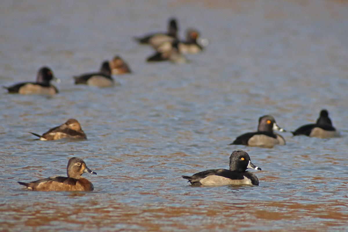 Ring-necked Duck - ML611201242