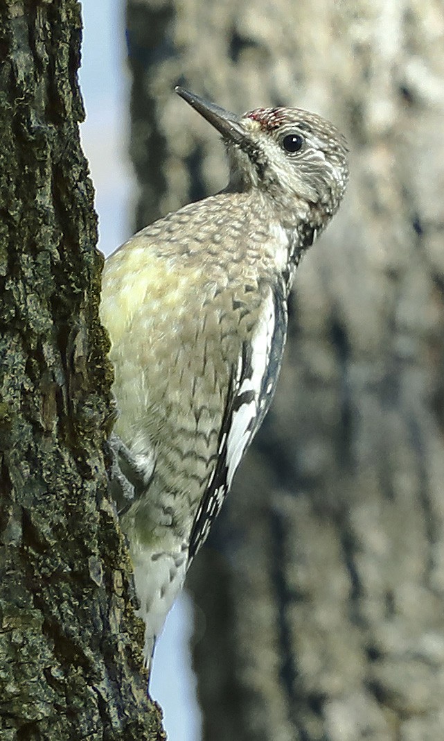 Yellow-bellied Sapsucker - ML611201270