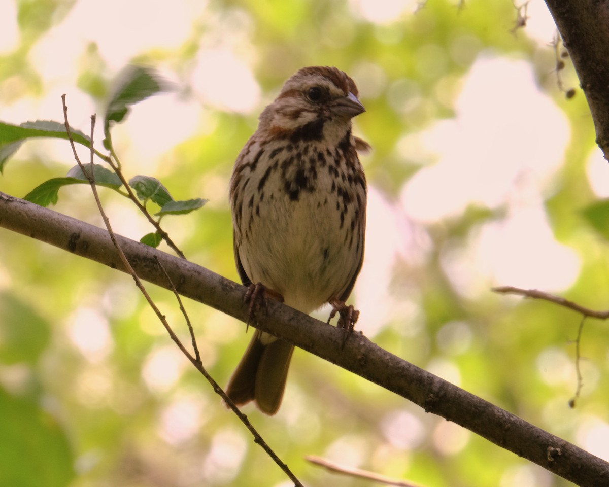 Song Sparrow - ML611201371