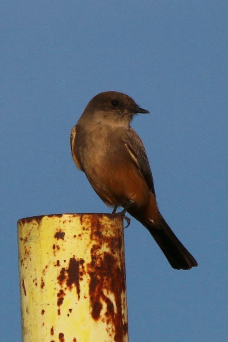 Say's Phoebe - ML611201414