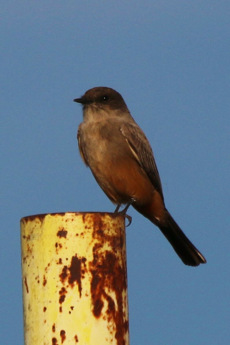 Say's Phoebe - ML611201417